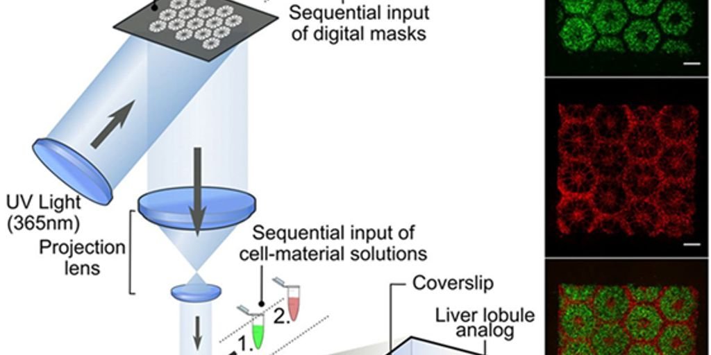 healthy liver illustration