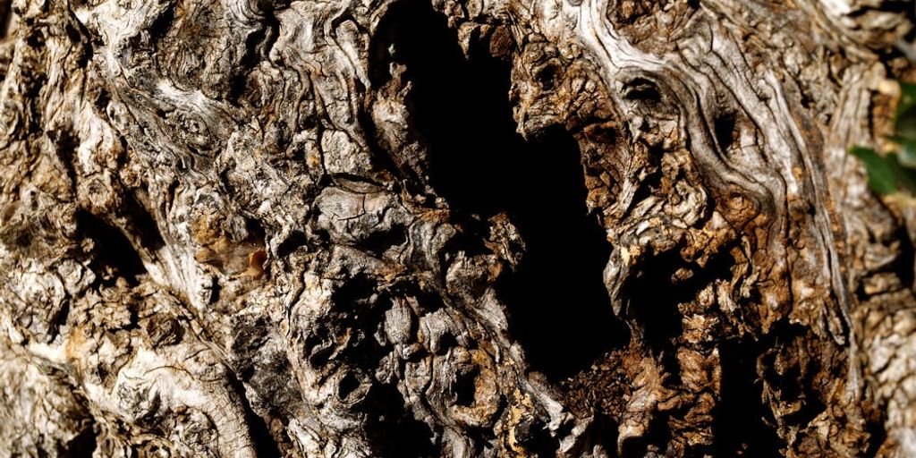 traditional Indian medicine herbs and ancient Ayurvedic texts