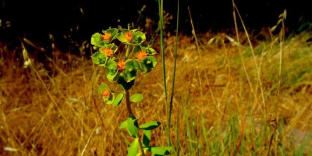 Himalayan mountains with medicinal herbs