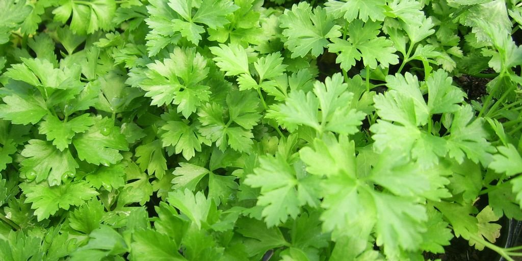 traditional Indian herbs on a wooden table with a digital tablet and glasses