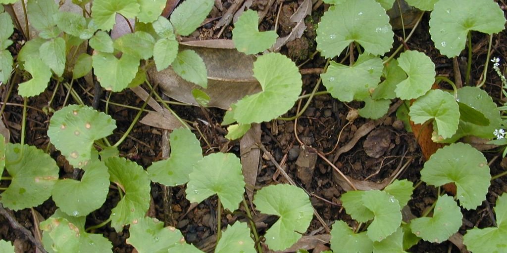 Kamdudha Ras Moti Yukta Ayurvedic medicine