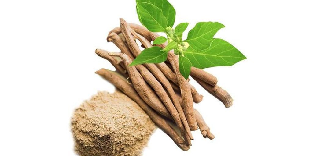 Ashwagandha plant