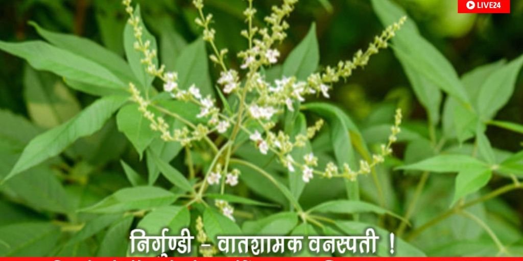 Nirgundi plant